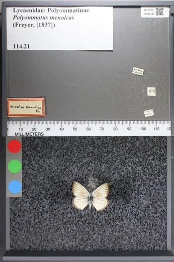 Media type: image;   Entomology 54565